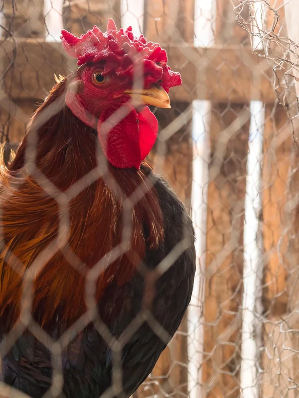 명예훼손 고소 조건