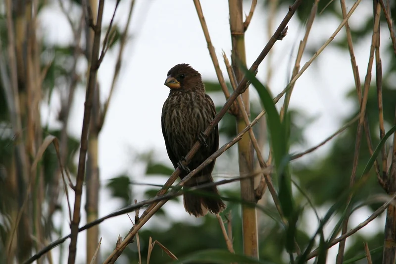 임플란트 실비보험 청구